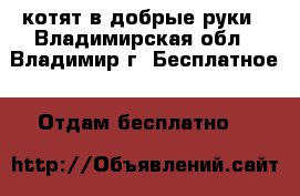 котят в добрые руки - Владимирская обл., Владимир г. Бесплатное » Отдам бесплатно   